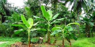 Pohon Pisang Merupakan Tanaman Herbal Terbesar Didunia Min