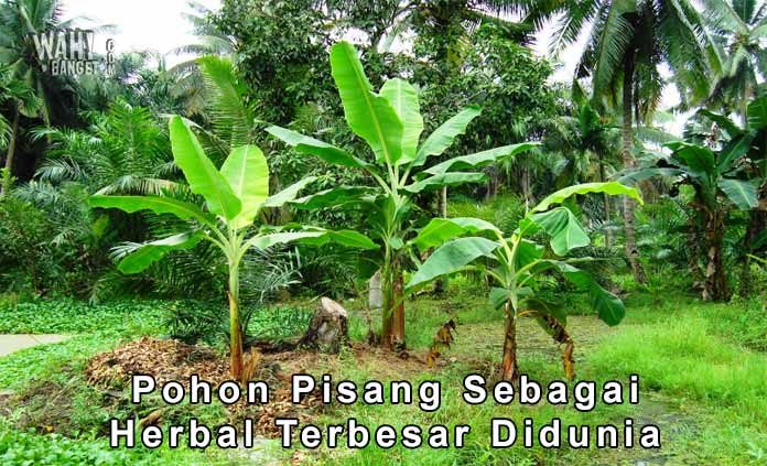 Pohon Pisang Merupakan Tanaman Herbal Terbesar Didunia Min