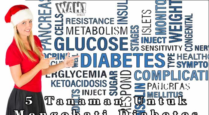 5 Tanaman Untuk Mengobati Penyakit Diabetes