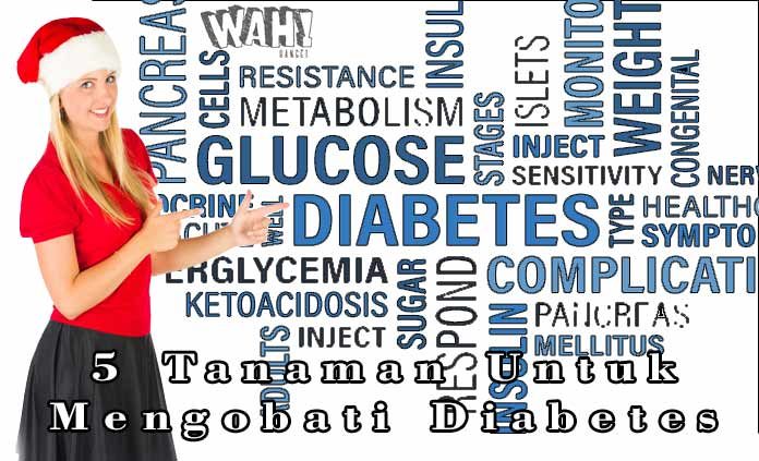 5 Tanaman Untuk Mengobati Penyakit Diabetes