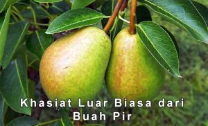 Khasiat Buah Pir Sebagai Penyembuh Sakit Jantung