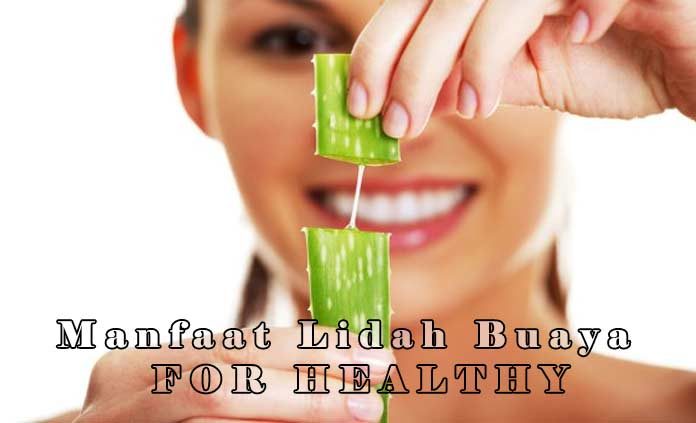 5 Manfaat Lidah Buaya Bagi Kesehatan Tubuh